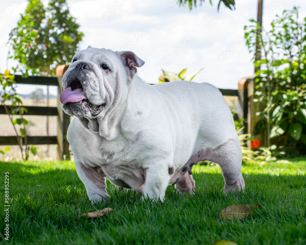 english bulldog puppy sitting