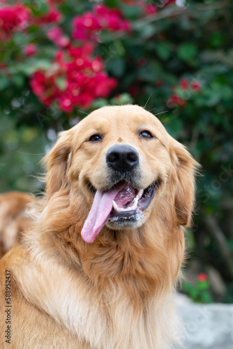 golden retriever dog