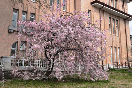 京都　鴨川丸太町の枝垂れ桜