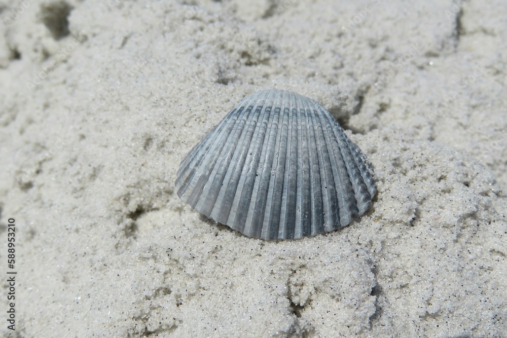 Beautiful blue conch on sand background in Atlantic coast of North Florida Beautiful blue conch on sand background in Atlantic coast of North Florida
