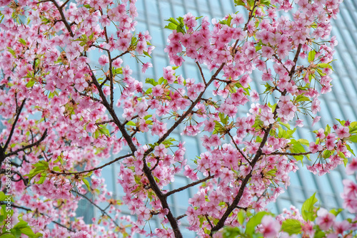 Cherry blossom with a skyscraper in the background in Chiyoda  Tokyo  Japan.