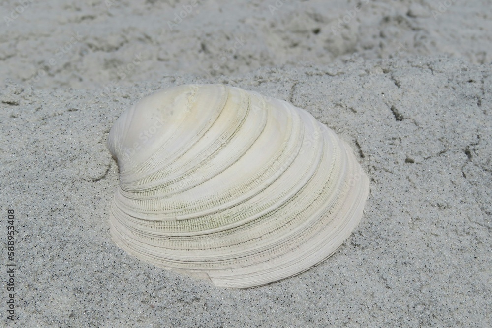 White striped seashell on sand background in Florida beach White striped seashell on sand background in Florida beach