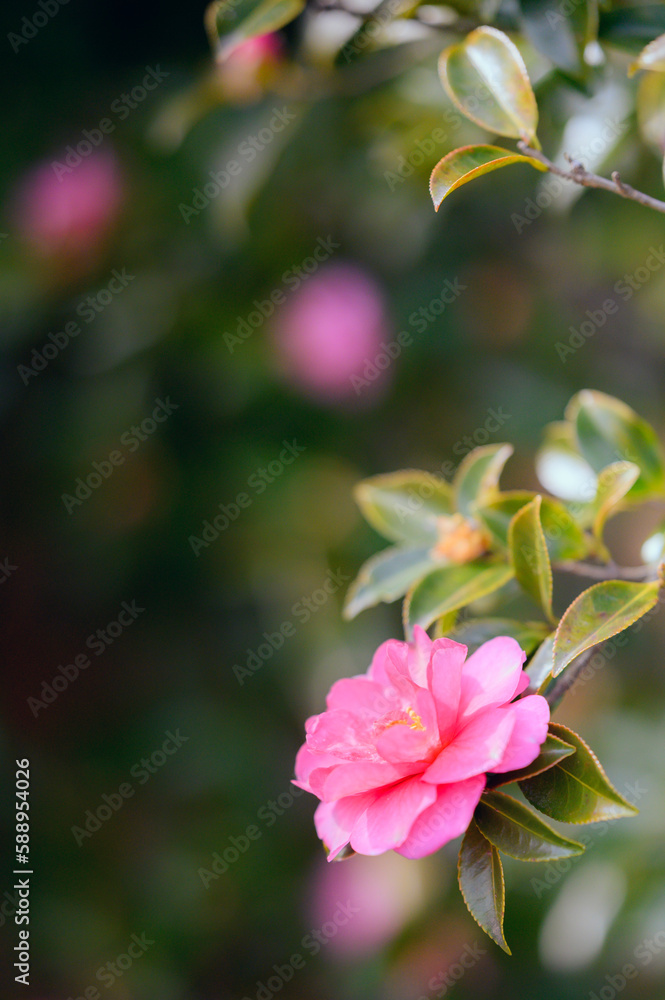 Fototapeta premium ツバキ