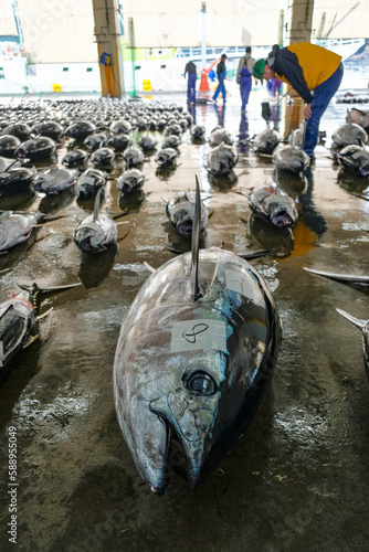 Nachikatsuura, Japan - March 19, 2023: Tuna at the tuna market auction in Nachikatsuura on the Kii Peninsula, Japan. photo