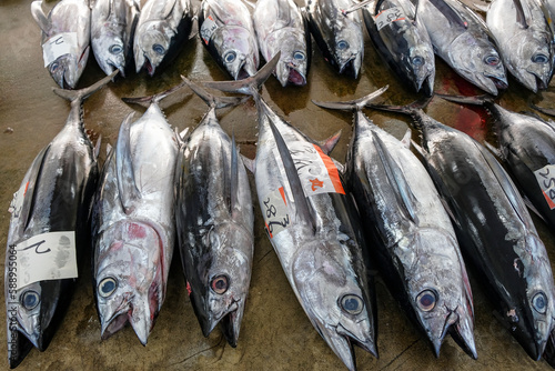 Nachikatsuura, Japan - March 19, 2023: Tuna at the tuna market auction in Nachikatsuura on the Kii Peninsula, Japan. photo