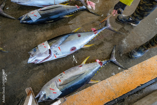 Nachikatsuura, Japan - March 19, 2023: Tuna at the tuna market auction in Nachikatsuura on the Kii Peninsula, Japan. photo