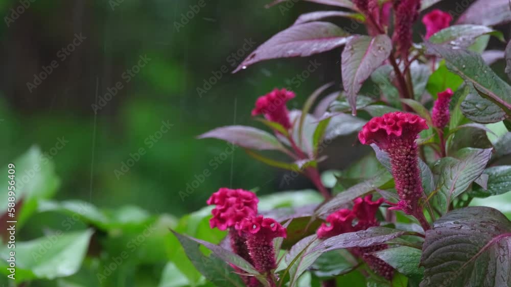A zoom out of this long towering flowers under the rain, Tropical Plants and Flowers. A zoom out of this long towering flowers under the rain, Tropical Plants and Flowers.