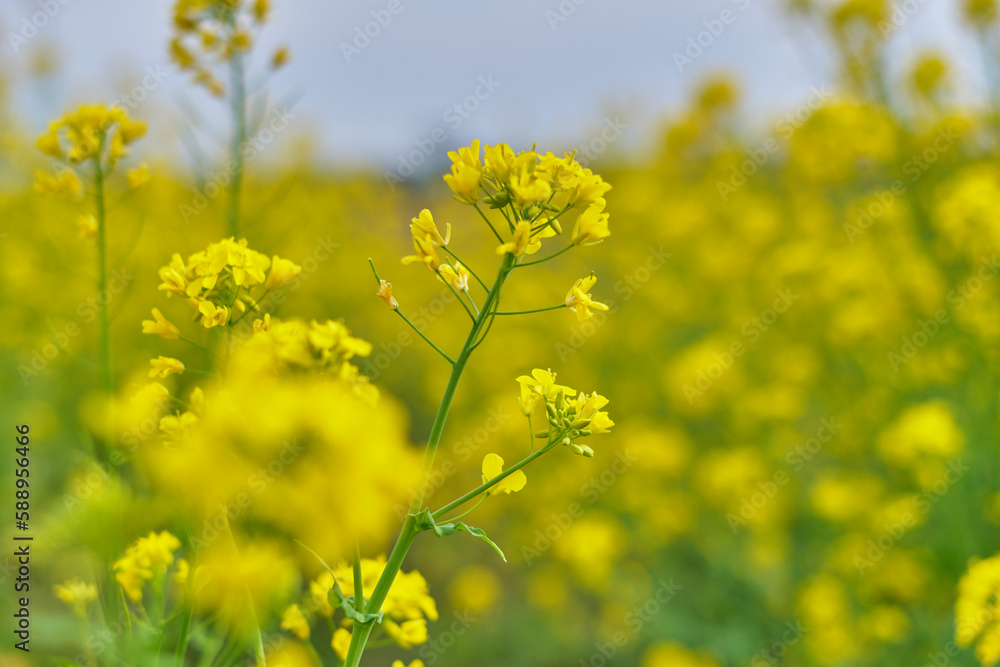 菜の花畑 菜の花畑