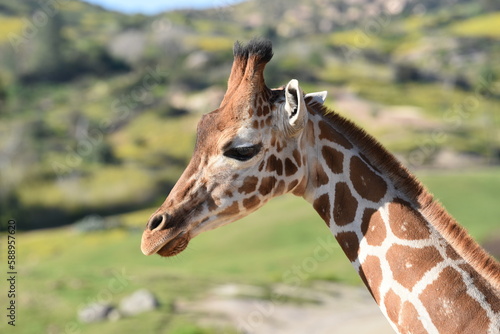 Photography giraffe in the zoo