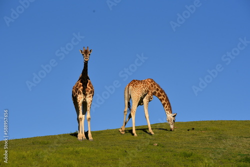 Canvas Print giraffe in the savannah