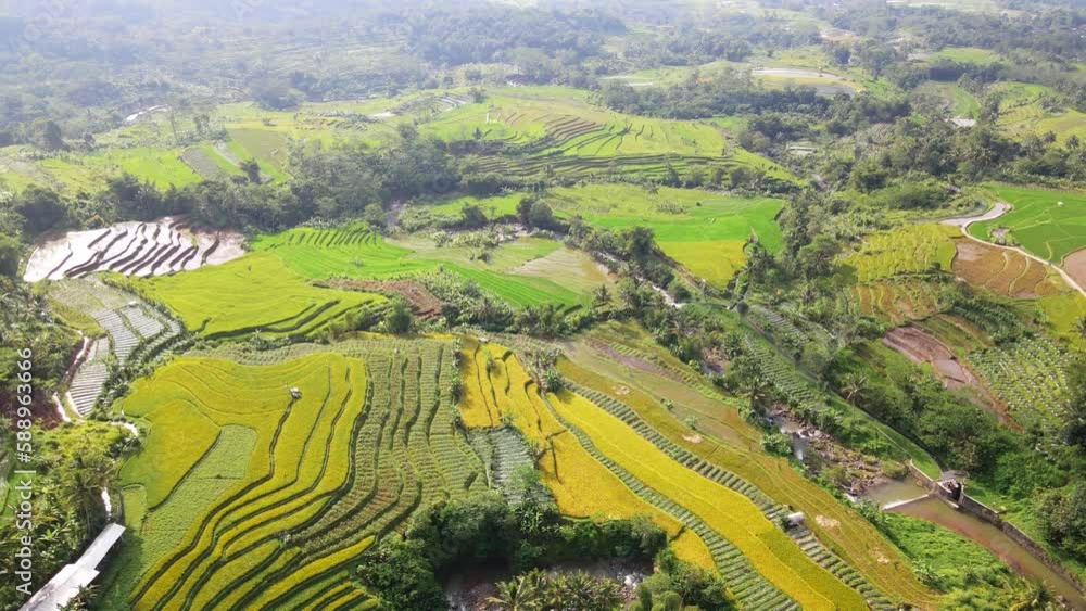 4K Aerial view of agriculture in rice fields for cultivation. Agricultural industry in Indonesia. Land with grown plants of paddy Aerial footage - Top down aerial view 4K Aerial view of agriculture in rice fields for cultivation. Agricultural industry in Indonesia. Land with grown plants of paddy Aerial footage - Top down aerial view