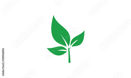 green plant isolated on white background