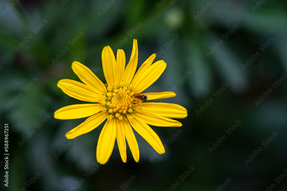 Obraz premium little yellow flower with a insect and bokeh background