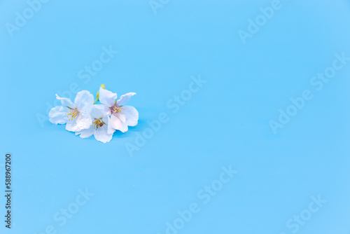 Cherry blossoms and cherry blossom petals are neatly placed on a blue background. There is an empty space to use as a copyspace.