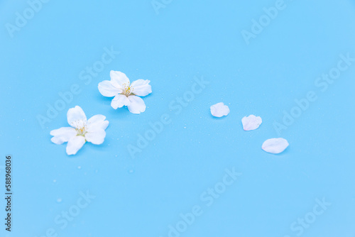 Cherry blossoms and cherry blossom petals are neatly placed on a blue background. There is an empty space to use as a copyspace.