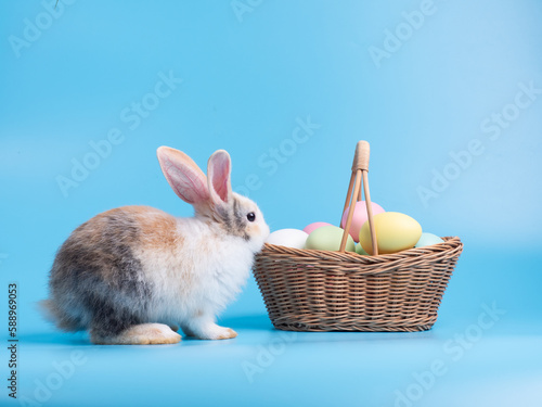 Cute rabbit with easter eggs in basket and blue background.