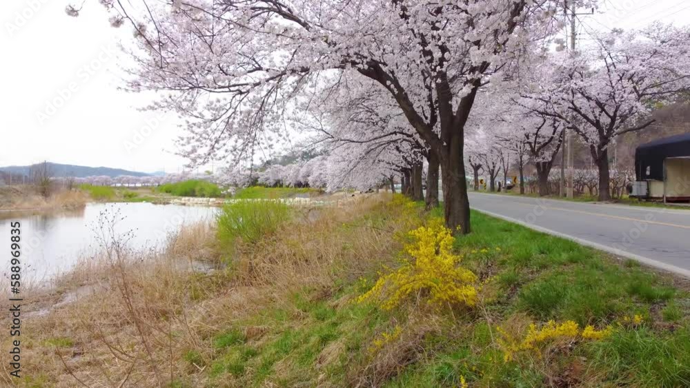 cherry blossoms blooming on the road by the river cherry blossoms blooming on the road by the river