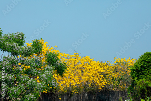 Fototapeta Naklejka Na Ścianę i Meble -  Taiwan, spring, flowering season, street trees, blooming, Suzuki chrysanthemum