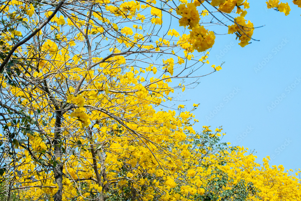 Taiwan, spring, flowering season, street trees, blooming, Suzuki chrysanthemum Taiwan, spring, flowering season, street trees, blooming, Suzuki chrysanthemum