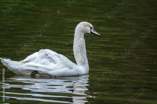 A graceful white swan swimming on a lake with dark water. The white swan is reflected in the water