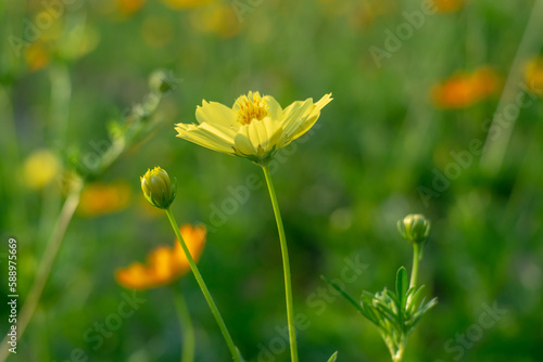 yellow flower In the green blurred background garden