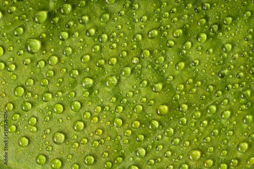 Wallpaper Mural High angle close-up of dew drops on leaves Torontodigital.ca