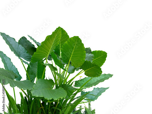 Colocasia plant, Giant Elephant Ear (Japanese taro and fern) large fresh green leaves. A popular ornamental plant. (png)
Isolated on White background and clipping path.