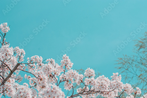 cherry blossom on spring