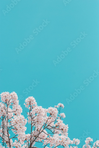 cherry blossom on spring