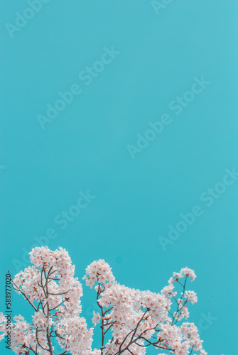 cherry blossom on spring