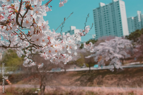 cherry blossom on spring