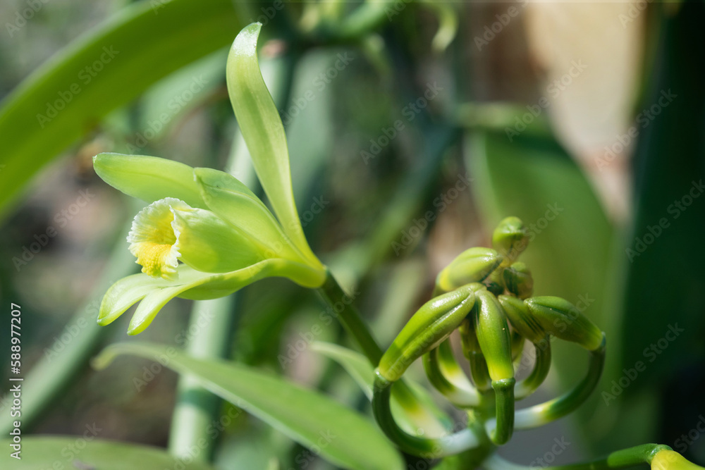 Obraz premium Close-up of Vanilla flowers beginning to bloom in the morning on plantation, Vanilla fargrans (Salish)