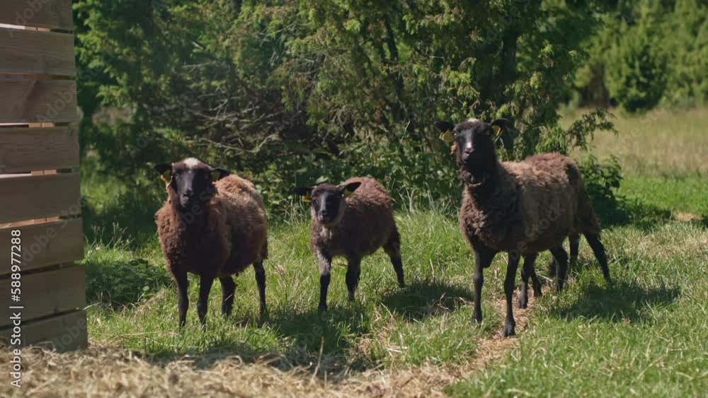 A flock of curious sheep gazing into camera at the farm during a sunny summer day. A flock of curious sheep gazing into camera at the farm during a sunny summer day.