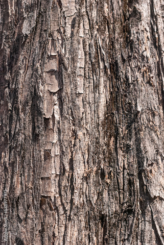 Tree trunk close up, wood texture