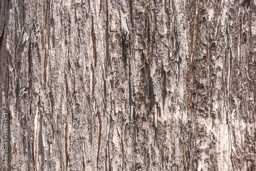 Tree trunk close up, wood texture