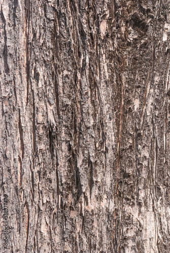 Tree trunk close up, wood texture