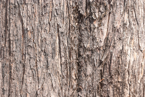 Tree trunk close up, wood texture