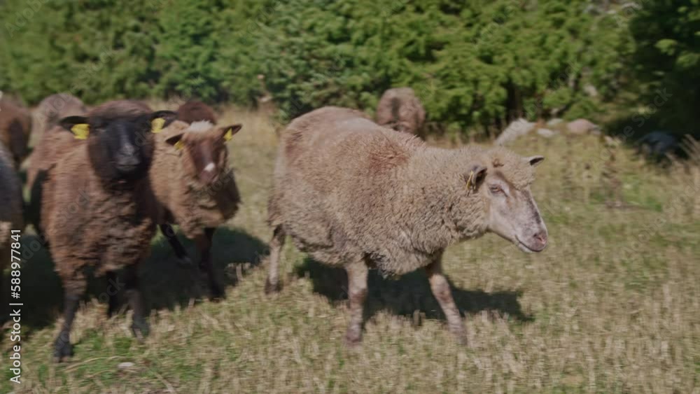 Handheld shot capturing sheep grazing in a field with juniper trees as the backdrop. Showcasing the concept of sheep farming and herding. Handheld shot capturing sheep grazing in a field with juniper trees as the backdrop. Showcasing the concept of sheep farming and herding.