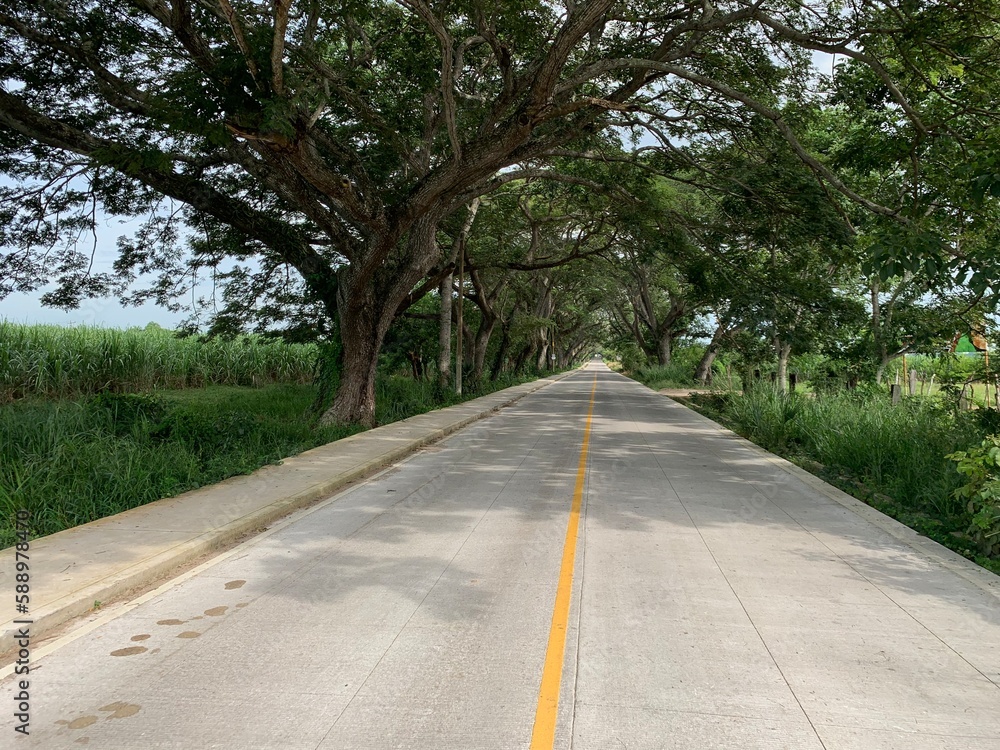 Túnel de arboles en carretera Túnel de arboles en carretera