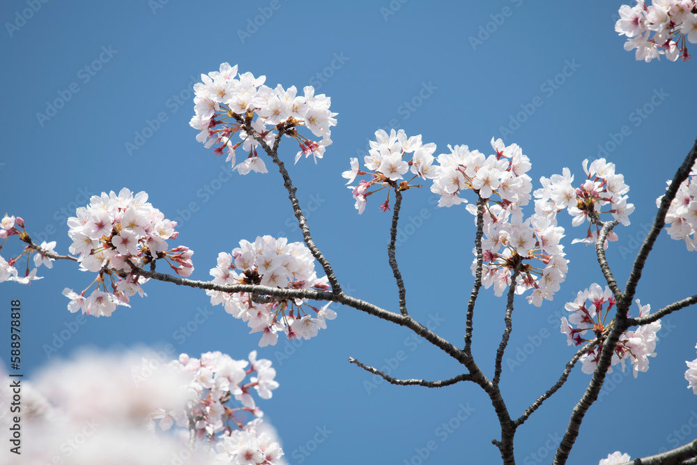 cherry tree  Cherry Blossoms flower