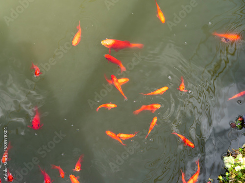 養殖池の金魚
