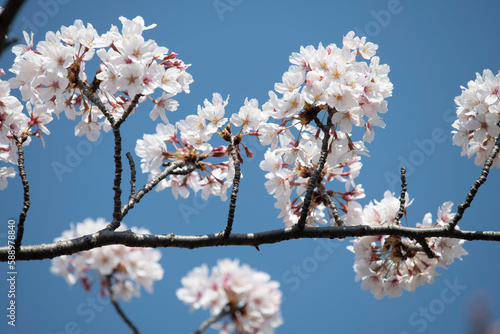 Cherry Blossoms cherry tree flower