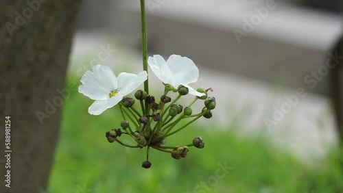 Echinodorus palifolius (Also called Melati Air, Mexican sword plant) in nature. this plant is an emerged aquatic plant photo