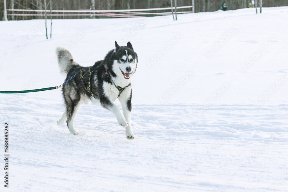 Naklejka premium Sled dog Siberian Husky runs along a snowy road in a forest area.