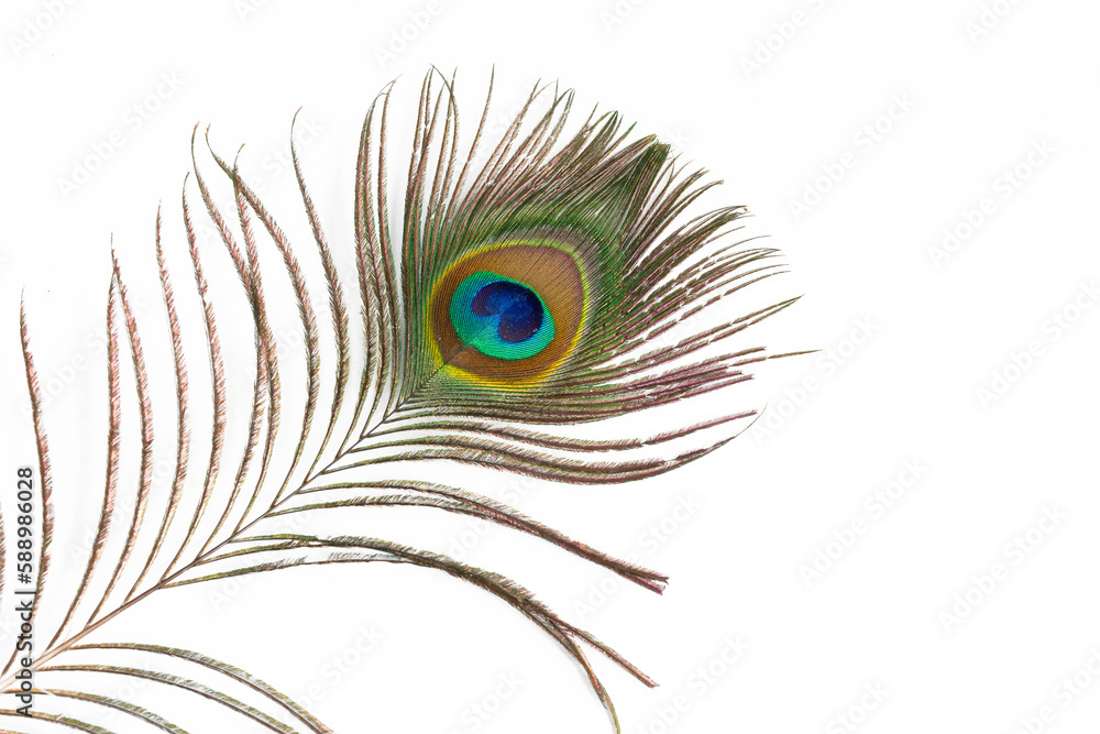 Fototapeta premium beautiful Peacock feather on white background