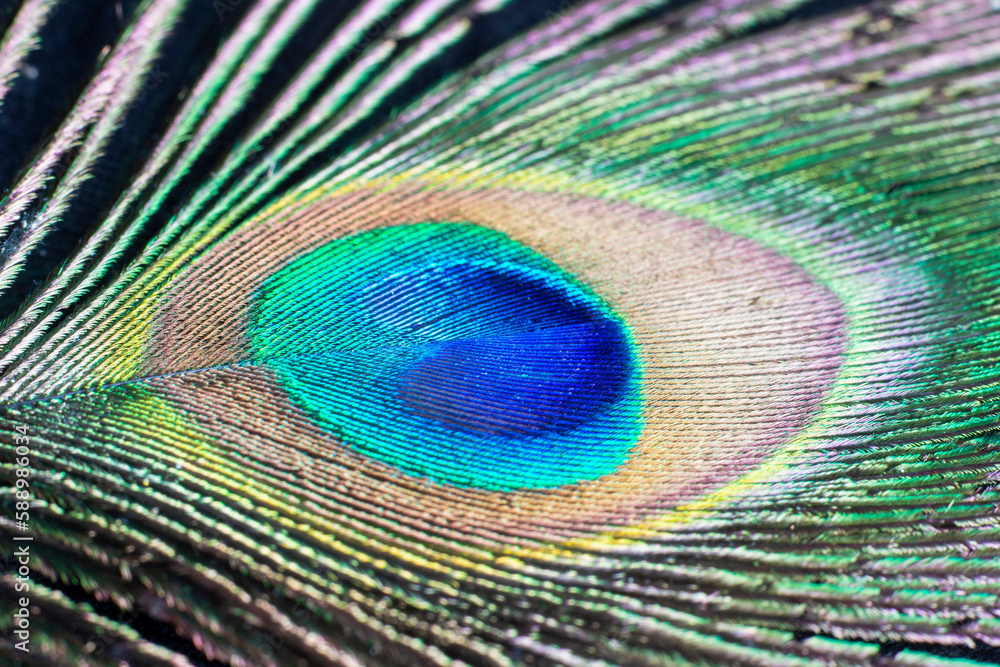 Naklejka premium Close up of a Peacock feather frame