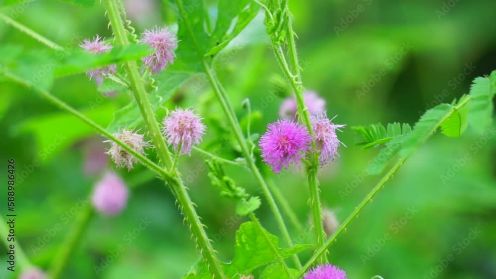 Mimosa invisa (Giant Sensitive Plant, Giant False Sensitive Plant, Maiyaraap Thao, shameplant, zombie plant, bashful mimosa, herbe sensible, sensitive grass). The trunk are square and thorny