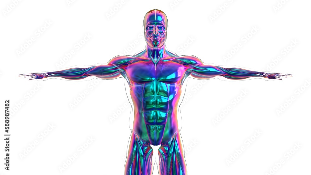 Human Muscle Anatomy For Medical Concept 3D Illustration Human Muscle Anatomy For Medical Concept 3D Illustration