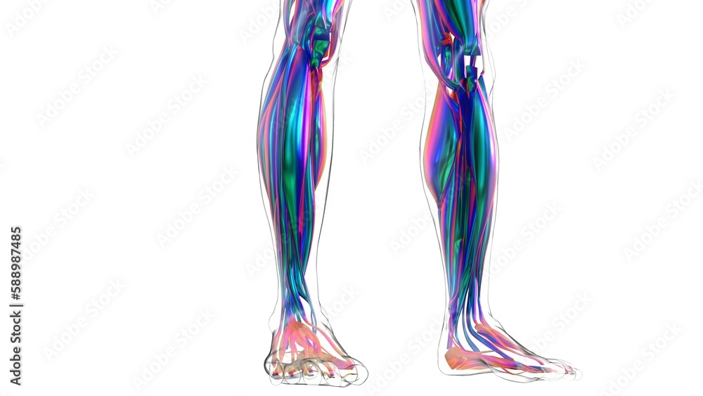 Human Muscle Anatomy For Medical Concept 3D Illustration Human Muscle Anatomy For Medical Concept 3D Illustration