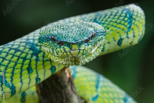 close up of a green viper snake